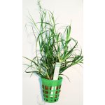 Juncus Repens - Sítina plazivá – Zboží Dáma