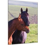 Obraz skleněný dva arabští koně na louce - 60 x 90 cm – Hledejceny.cz