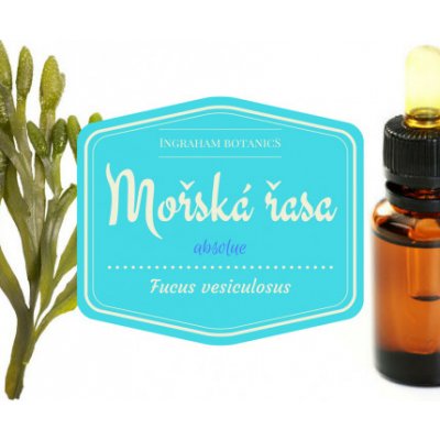 Ingraham Botanics Extrakt z mořské řasy Fucus vesiculosus absolue 5 ml neředěný – Zboží Dáma