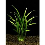 Reineckia carnea - Reinékie pleťová – Zboží Mobilmania