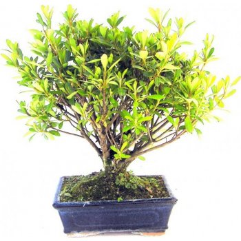 bonsai - pěnišník, azalka (rhododendron) 224-M