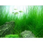 Eleocharis acicularis – Zboží Dáma