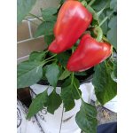 Cocomark GROWBAG Special Mix pro rajčata, papriky, okurky i okrasné rostliny 20 l – Hledejceny.cz