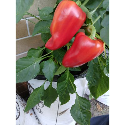 Cocomark GROWBAG Special Mix pro rajčata, papriky, okurky i okrasné rostliny 20 l – Hledejceny.cz