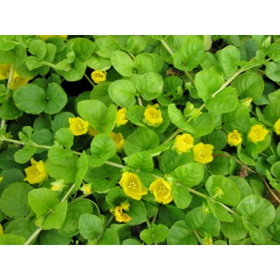 Lysimachia nummularia 6,5 cm – Zboží Mobilmania