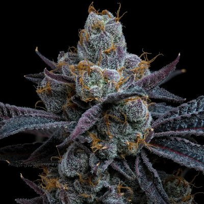 Barney´s Farm White Runtz semena neobsahují THC 1 ks – Sleviste.cz