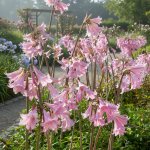 Amarylis belladonna 'Pink' 1 ks – Zboží Mobilmania