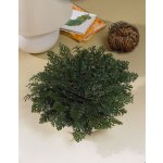 Růže z Jericha 1 ks – Zboží Mobilmania