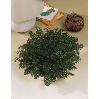 Růže z Jericha 1 ks – Zboží Mobilmania