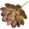 Květina Umělý sukulent lotos Graptopetalum 9,5 cm