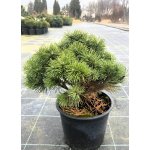 Pinus mugo 'Hnízdo' Prodejní velikost: 020/030, Velikost hrnku: 5 l – Zboží Dáma