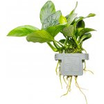 Anubias barteri nana – Zboží Mobilmania