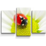 Sablio Obraz - 3-dílný Beruška na květu - 75x50 cm