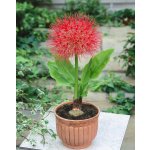 Krvokvět 'Scadoxus multiflorus' 1 ks – Zboží Dáma