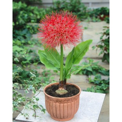 Krvokvět 'Scadoxus multiflorus' 1 ks – Zboží Dáma