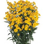 Helenium autumnale HELENA GOLD - záplevák – Hledejceny.cz