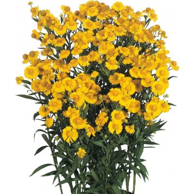 Helenium autumnale HELENA GOLD - záplevák – Hledejceny.cz