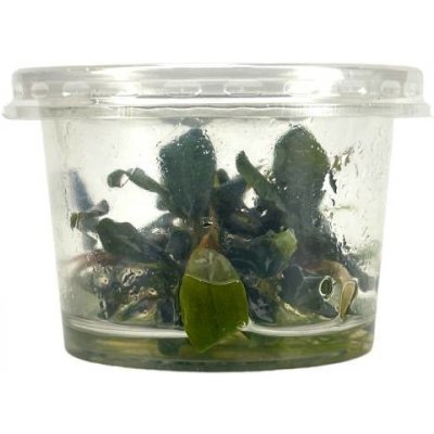 Bucephalandra Blue Green