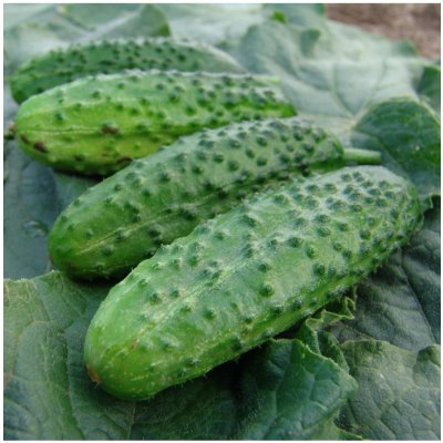 Okurka nakládačka Corveta F1 - Cucumis sativus - semena - 20 ks – Zboží Mobilmania