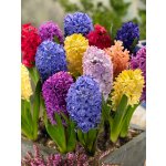 Mix hyacintů 20 ks Velikost cibulí: 16/17 – Zboží Dáma