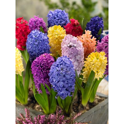 Mix hyacintů 20 ks Velikost cibulí: 16/17 – Zboží Dáma