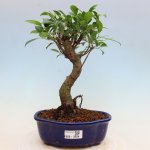 e-bonsai Pokojová bonsai - Ficus kimmen - malolistý fíkus – Hledejceny.cz