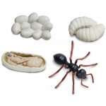 Safari Ltd. Životní cyklus Mravenec – Zboží Mobilmania