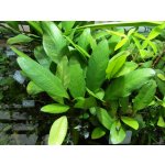 Anubias afzelii - Anubias Afzelův – Zboží Dáma