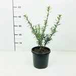 Ilex aquifolium 'Myrtifolia' Prodejní velikost: 020/030, Velikost hrnku: 2 l