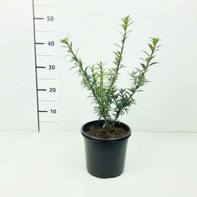 Ilex aquifolium 'Myrtifolia' Prodejní velikost: 020/030, Velikost hrnku: 2 l – Zboží Mobilmania
