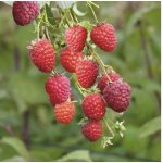 Maliník červený stáleplodící Rubus idaeus v květináči Ø 14 cm – Zboží Dáma