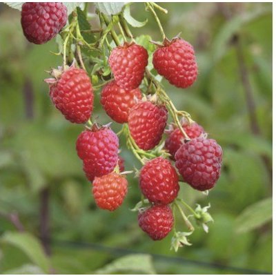 Maliník červený stáleplodící Rubus idaeus v květináči Ø 14 cm – Zboží Dáma