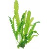 Akvarijní rostlina I--Z Aponogeton longiplumul. KN