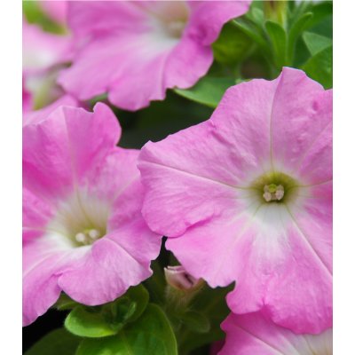 Petúnie Rosy Velvet F1 - Surfínie - Petunia hybrida - semena - 12 ks – Zboží Mobilmania