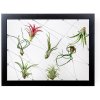 Obraz Gardners Obraz z živých rostlin Jogín 7 tillandsií, 30x40cm, černá