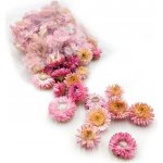 mech-mech.cz Sušené hlavičky Slaměnky (Helichrysum) - tmavě růžová – Zboží Dáma
