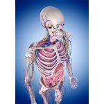 Pohlednice 3D Lidské tělo – Zboží Dáma