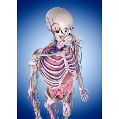 Pohlednice 3D Lidské tělo – Zboží Dáma