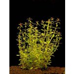 Ludwigia arcuata - Zakulacenka obloukovitá – Zboží Dáma