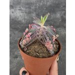 Kalanchoe Pink Butterfly 8,5 cm – Hledejceny.cz