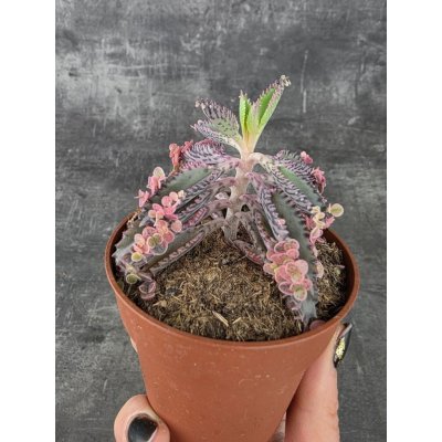 Kalanchoe Pink Butterfly 8,5 cm – Hledejceny.cz