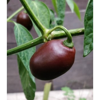 Mini Rocoto Brown