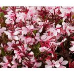 Gaura lindh. 'Butterfly® Rose' Velikost hrnku: 2l terac – Sleviste.cz