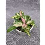 Hoya Carnosa Tricolor 12 cm – Zboží Mobilmania