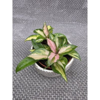 Hoya Carnosa Tricolor 12 cm – Zboží Mobilmania