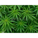 WEBLUX 46939324 Samolepka fólie Marijuana Marihuana rozměry 100 x 73 cm