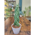 Sansevieria Cylindrica Braid – Sleviste.cz