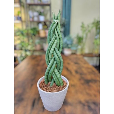 Sansevieria Cylindrica Braid – Sleviste.cz