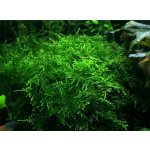 Taxiphyllum alternans - Taiwan moss – Zboží Dáma