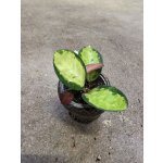 Hoya Australis Trikolor mini – Sleviste.cz
